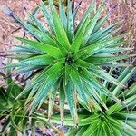 Dracophyllum verticillatum ᱥᱟᱠᱟᱢ