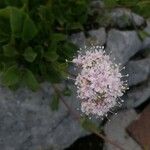 Valeriana montana Blüte