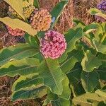 Asclepias sullivantiiLorea