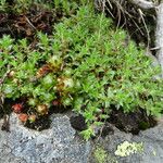 Saxifraga aspera Habit