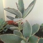 Kalanchoe tomentosa Folha