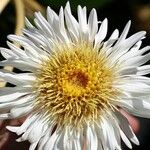 Pachystegia insignis Blüte