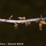 Dryopteris aemula Bark