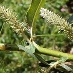 Salix pedicellata Blodyn
