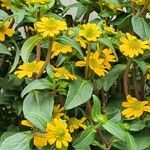 Sanvitalia procumbens Libunga
