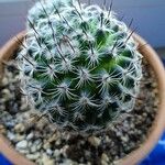 Mammillaria lasiacanthaBlad