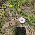 Ipomoea blepharophylla Цвят