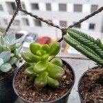 Sedum hernandezii Foglia