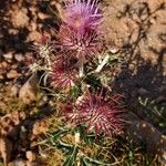 Ptilostemon hispanicus Flower