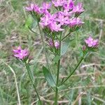 Centaurium erythraeaFlower