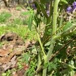 Phacelia bipinnatifida Folha