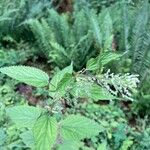 Urtica dioicaBlad