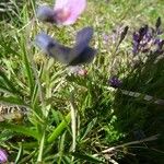 Lathyrus linifolius Flor