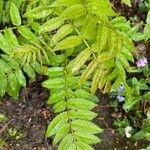 Sorbaria sorbifolia Leaf