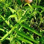 Asclepias incarnata Folha