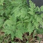 Selaginella vogelii Leaf