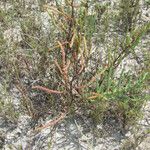 Salicornia bigelovii Habit