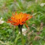 Crepis aureaBlüte