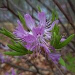 Rhododendron canadense Virág