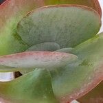 Kalanchoe tetraphylla Feuille