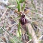 Ophrys passionis Цвят