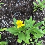 Arnica chamissonis अन्य