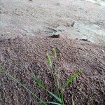 Setaria verticillataFlower