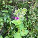 Tinantia erecta Blüte