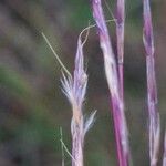 Eragrostis spectabilis Fruit