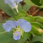 Commelina virginica Цветок