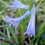 Brimeura amethystina Fula