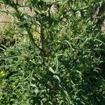 Cirsium ferox Leaf