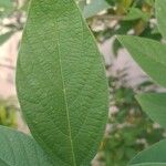 Cajanus cajan Leaf