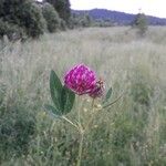 Trifolium pratenseFlor