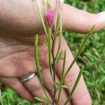 Epilobium lanceolatum Leaf