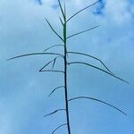 Carex muskingumensis برگ