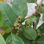 Psidium guineense Плод