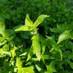 Mentha spicataLeaf