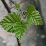 Betula pubescens Feuille