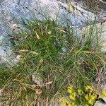 Carex frigida Λουλούδι