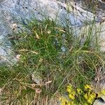 Carex frigida Fula