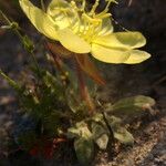 Oenothera primiveris Celota