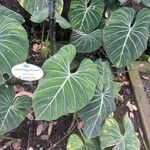 Philodendron gloriosum Fuelha