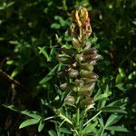 Crotalaria goreensis Habitatea