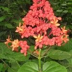 Clerodendrum paniculatum Flor