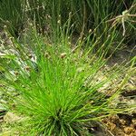 Eleocharis ovata Costuma