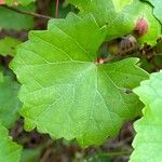 Vitis rotundifolia Leaf