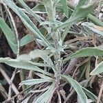 Helichrysum globosum Blad