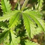 Potentilla recta Blad