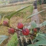 Hibiscus sabdariffa Fruit